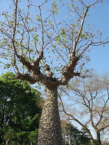 Ceiba chodatii